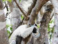 Enkele Verreaux's sifaka's. © Samuel De Rycke