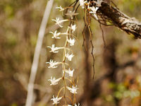 Een prachtige orchidee die we tegenkwamen op een van onze wandelingen door het bos. © Samuel De Rycke