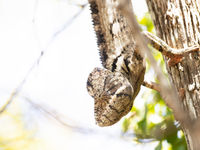 Groot was de verbazing toen deze Malagasy giant chameleon ons pad kruistte. Wat een ding! © Samuel De Rycke