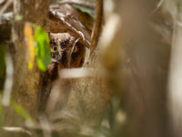 Een rainforest scops owl vond het niet leuk dat we hem ontdekten tijdens zijn dagslaapje. © Samuel De Rycke