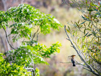 Een Madagascan hoopoe met prooi. © Samuel De Rycke