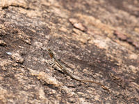 Een hagedis van het geslacht Oplurus sp., een familie die bestand is tegen warme temperaturen! © Samuel De Rycke