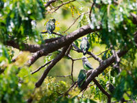 Een bende grey-headed lovebirds kan heel wat kabaal veroorzaken. © Samuel De Rycke