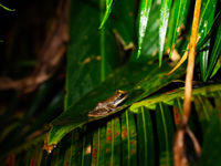 Weer eentje van die vele kikkers uit het nachtelijke bos van Madagascar. © Samuel De Rycke