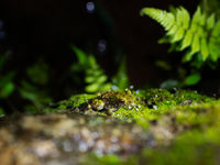 Op de bosbodem beweegt 's nachts vaak vanalles interessants, zoals ook dit goed gecamoufleerd kikkertje. © Samuel De Rycke