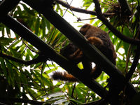 Golden bamboo lemur, een ander lid van de familie die de vochtige bamboebossen verkiest. © Samuel De Rycke