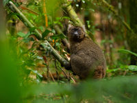 Een greater bamboo lemur, helemaal aangepast aan de dichte bamboebossen. © Samuel De Rycke