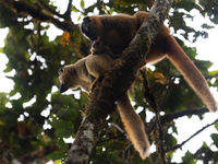 Een familie red-fronted brown lemurs maakt zich klaar voor de nacht. © Samuel De Rycke