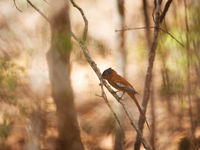 Malagasy paradise-flycatcher, een van de meest aantrekkelijke endemen. © Samuel De Rycke