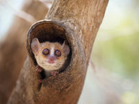 Mouse lemurs zijn piepkleine primaatachtigen, al zou je dat niet meteen zeggen. © Samuel De Rycke