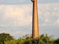 De Grandidier's baobab wordt ook wel de giant baobab genoemd, en met reden. © Samuel De Rycke