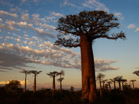 Een oude baobab met soortgenoten op de achtergrond. © Samuel De Rycke