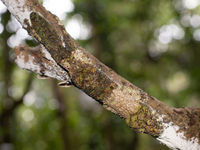 Een Uroplatus gekko gaat helemaal op in de omgeving. © Samuel De Rycke