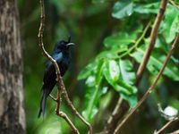 Le Madagascar Crested Drongo est très présent dans les 