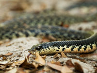 Il est préférable de na pas s'approcher trop de certains serpents. © Samuel De Rycke