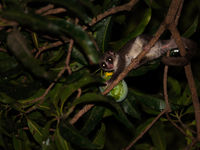 Les Dwarf Lemurs comme celui-ci se nourrissent principalement de fruits qu'ils récoltent de nuit. © Samuel De Rycke