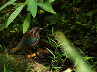 Un Scaly Ground-roller, waouw !! © Samuel De Rycke