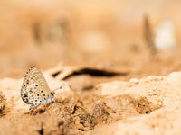 Cet azuré recherche quelques minéraux. © Samuel De Rycke