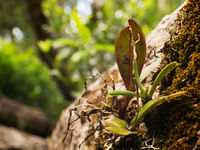 D'innombrables épiphytes poussent sur les branches des arbres.. © Samuel De Rycke