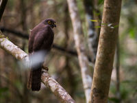 Madagascar Sparrowhawk, le prédateur de nombreux passereaux forestiers.  © Samuel De Rycke