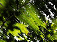 Lumière verte à travers la forêt. © Samuel De Rycke