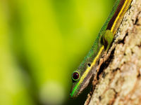 L'un des gekkos emblématiques de Madagascar. © Samuel De Rycke