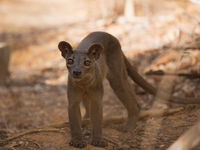 Fossa, la terreur des forêts ! © Samuel De Rycke