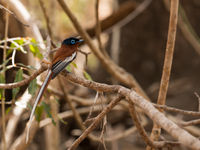 Madagascar paradise flycatcher, un autre superbe endémique. © Samuel De Rycke