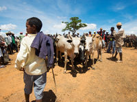 Beaucoup de locaux vivent de l'élevage, ce qui malheureusement met en danger les habitats naturels. © Samuel De Rycke