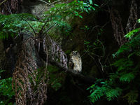 Ce Madagascar Long-eared Owl s'est montré généreusement durant une session nocturne. © Samuel De Rycke