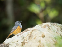 Forest rock-thrush est une grive endémique de Madagascar, et que l'on ne trouve que dans les forêts à l'est de Ambatondrazaka. © Samuel De Rycke