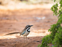 Long-tailed Ground-roller, l'un de nos favoris et également un endémique de l'île. © Samuel De Rycke