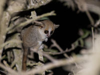 Madagascar est également le pays des tarsiers et autres cousins. © Samuel De Rycke