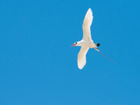 Les Red-tailed Tropicbirds nichent le long de la côte. Ils sont impressionnants avec leur plumage blanc comme neige et leur queue rouge. © Samuel De Rycke