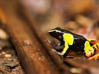 On trouve de nombreuses merveilles sur le sol de la forêt. © Samuel De Rycke