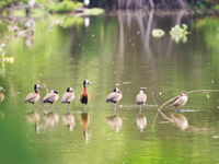 Ces White-faced Whistling Duck, avec une Red-billed Teal, se reposent sur un tronc. © Samuel De Rycke