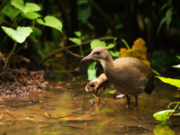 Le White-throated Rail est un habitant des sous-bois. © Samuel De Rycke