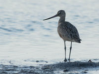 Marbled godwits trekken steeds vanuit de prairies naar de kust, en leggen dus kortere afstanden af dan de soorten die we kennen in Europa. © Joachim Bertrands