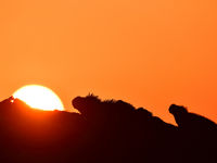 The sun sets above the colony of marine iguanas. © Yves Adams