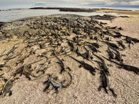 Although the waters are located near the equator, the waters surrounding The Galapagos archipelago are very cold, making sunshine of unusual importance for the iguanas. © Yves Adams