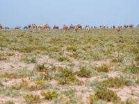 Dromedarissen grazen in een schaars begroeid landschap. © Billy Herman