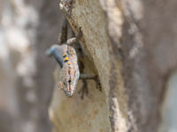 Een hagedis snelt langs de rode rotsen die we rond Ouarzazate bezoeken. © Billy Herman