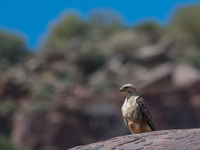 Een juveniele arendbuizerd van de ondersoort 'cirtensis'. © Billy Herman