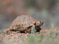 Een Moorse landschildpad steekt de baan over. © Billy Herman