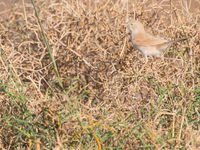 Afrikaanse woestijngrasmussen laten hun krassend liedje horen in de duinen rond Merzouga, het vergt wel wat tijd om ze te zien. © Billy Herman