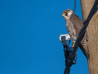 Lannervalken zijn een specialiteit van Afrika en deze juveniele vogel bewijst dat heel goed. © Billy Herman