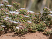 De plantengroei aan de kust is erg fraai. © Billy Herman