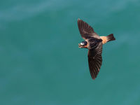 Cliff swallow. © Iwan Lewylle