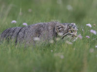 Een manoel sluipt door het jonge gras. © STARLING reizen