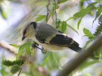 Azure tits everywhere! © Geert Beckers